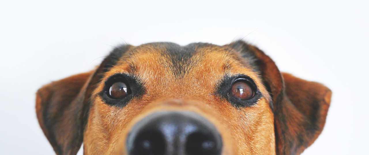 dessiner une chien tout mignon avec Plus Plus